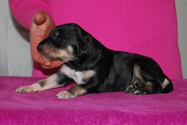 Male 4