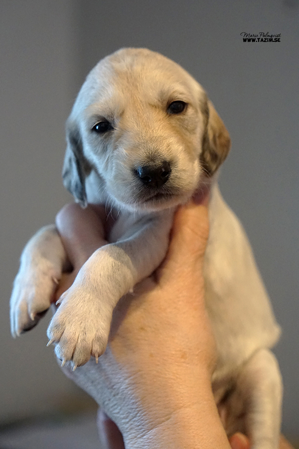 Boy 2